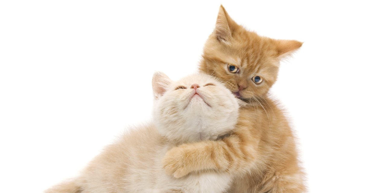 How to Introduce your Cat to a New Cat