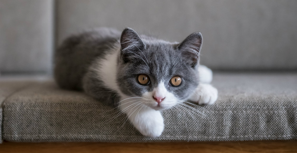 Short hair cat store breeds and pictures