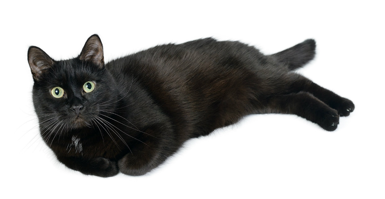 Bombay Cat