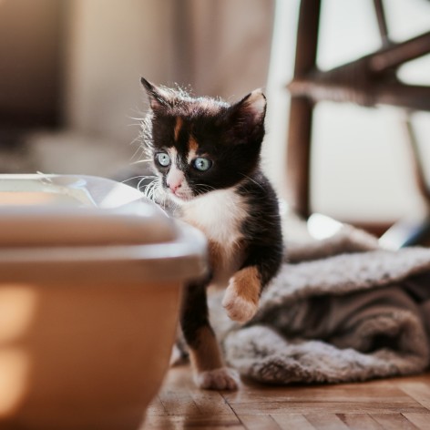 Shredded paper cat top litter