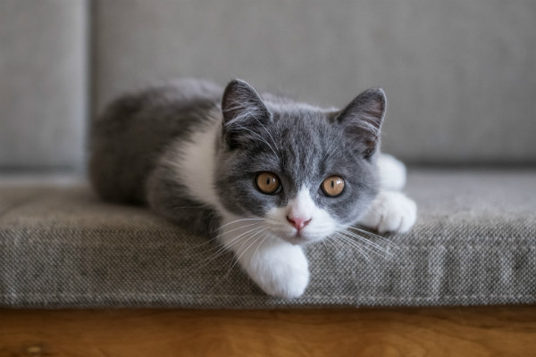 11 Short-haired Cat Breeds