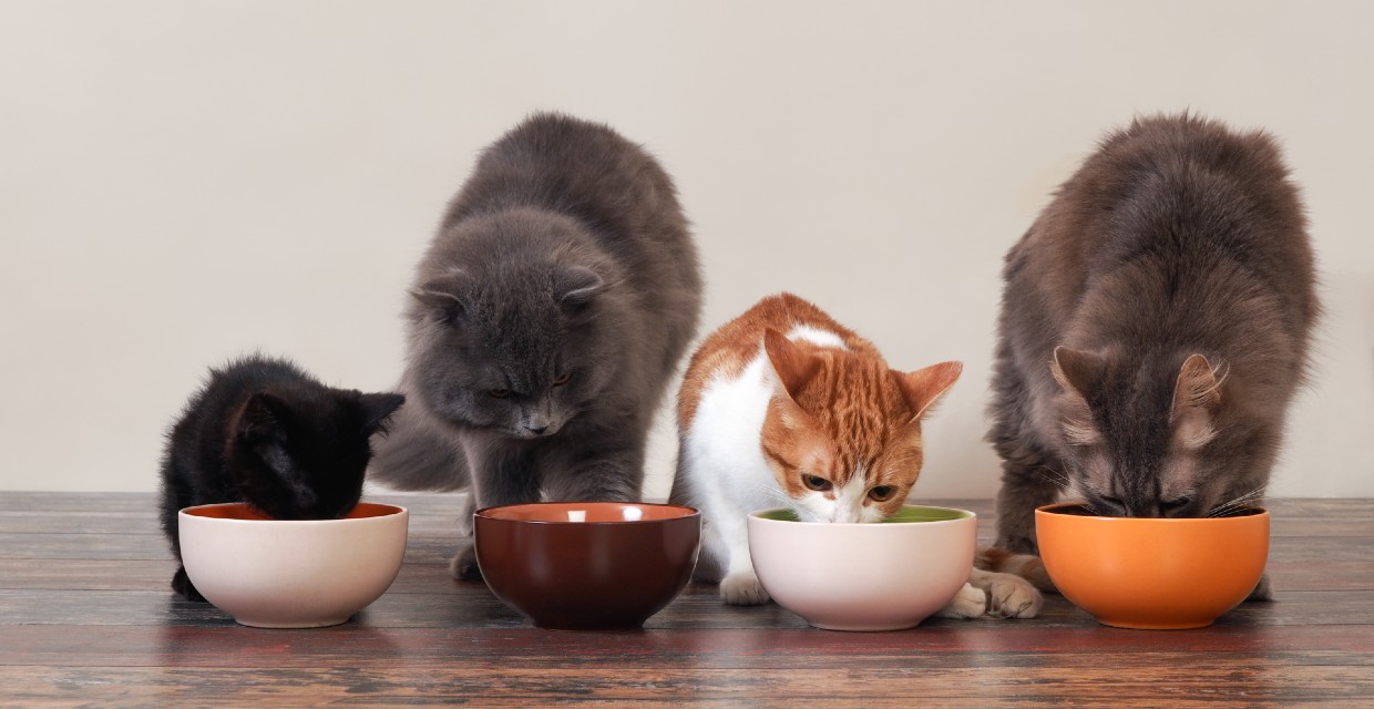 Combination shop feeding cats