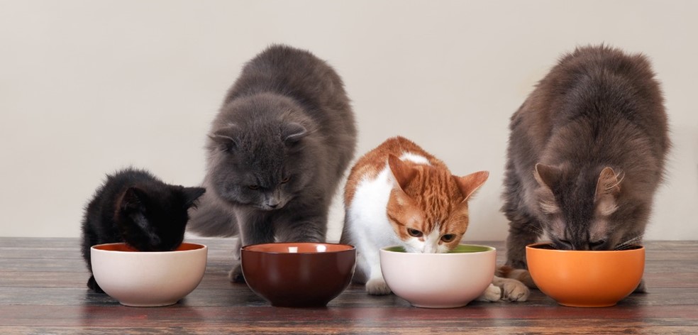 Mixed Feeding Guide for Cats