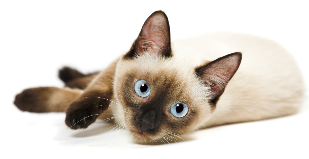 Siamese Cat