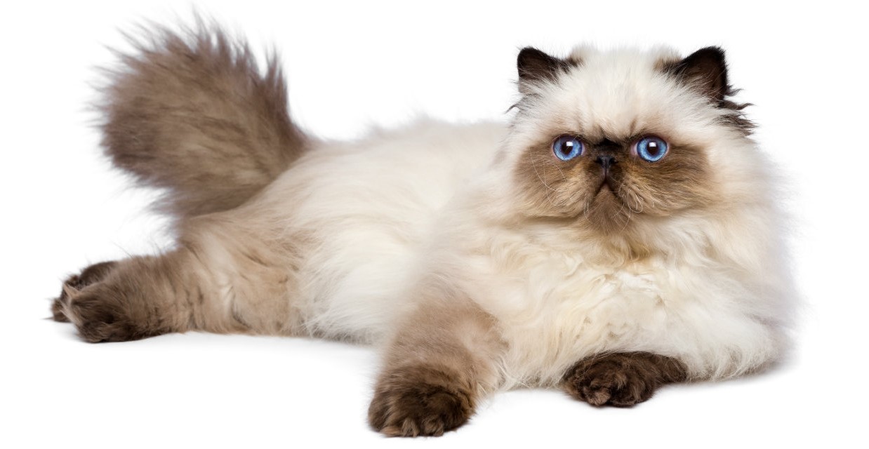 Long Haired Cat Breeds