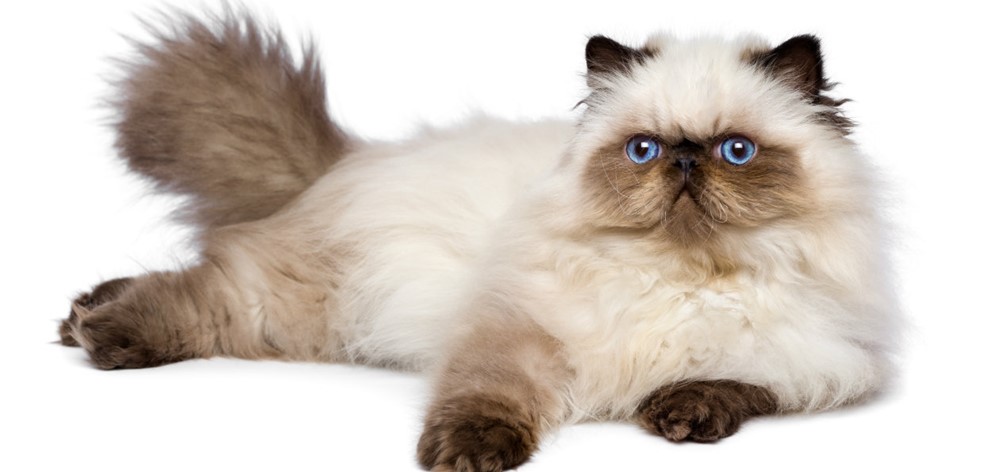 Long Haired Cat Breeds