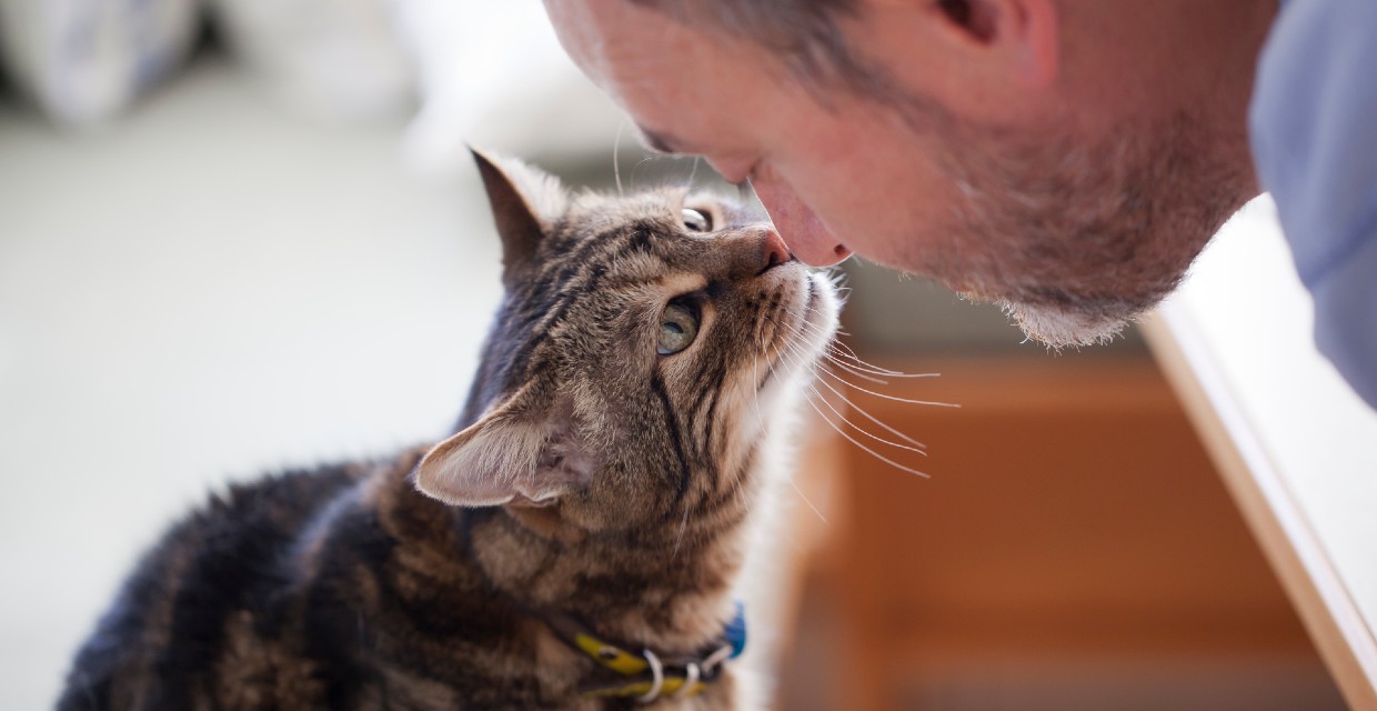 Benefits of Having a Cat