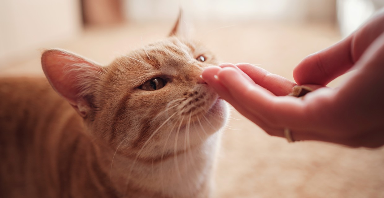 Befriending Someone Else's Cat