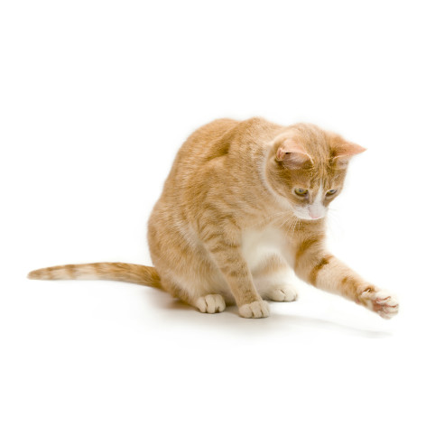 You Know You're a Cat Person When..