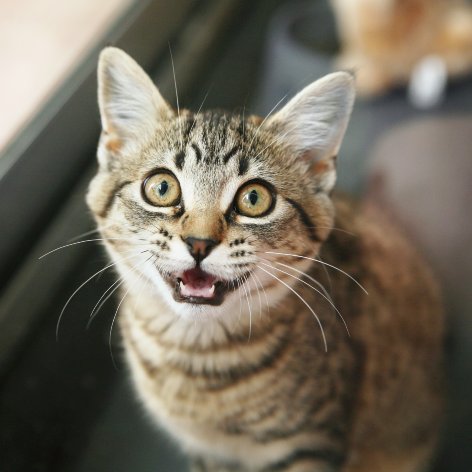 Things to Watch Out For in the Litter Tray