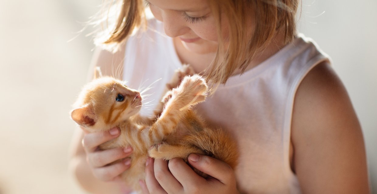 Bringing Home a New Kitten