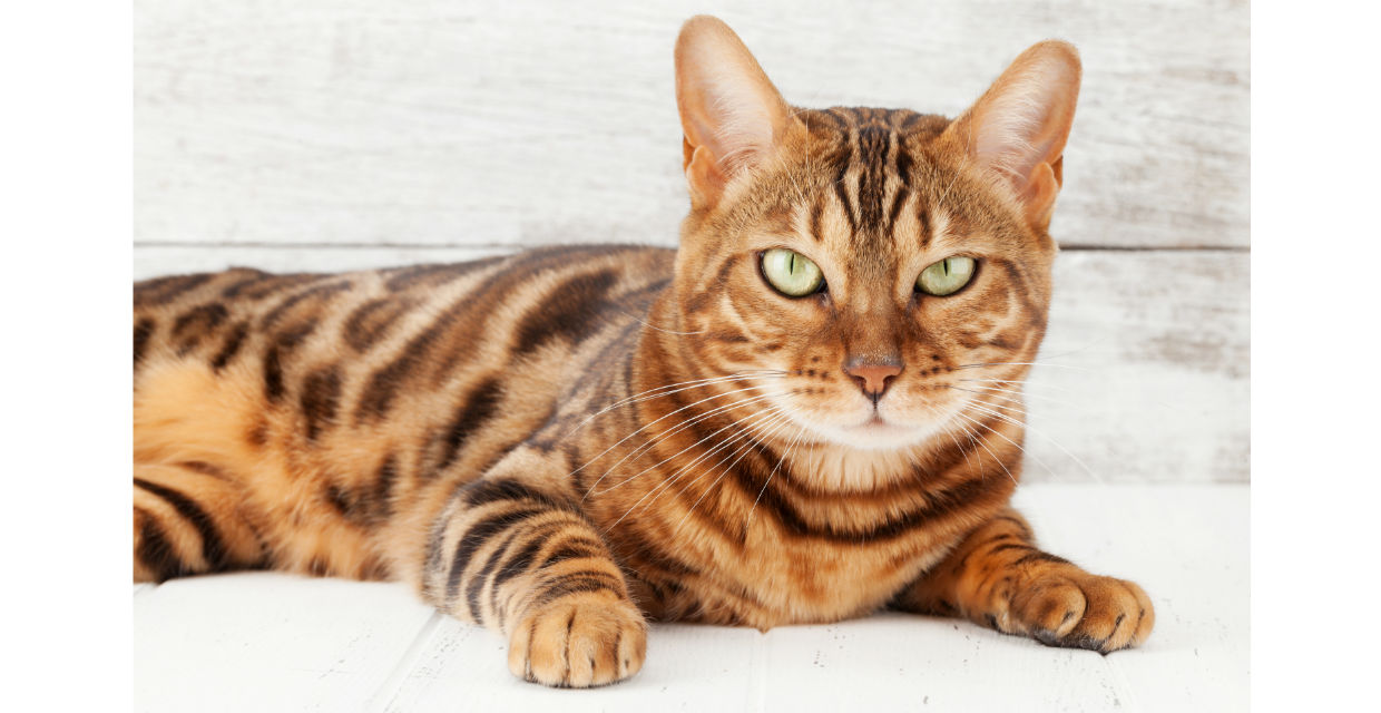 Bengal Cat