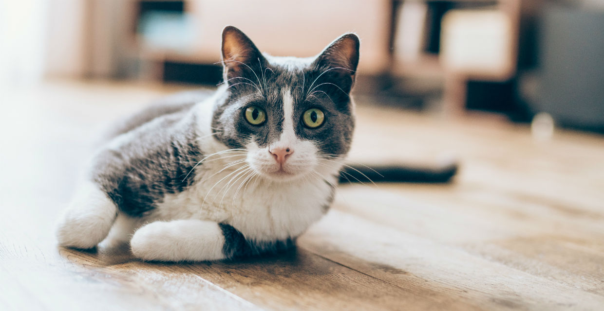 Signs of a Happy & Healthy Cat