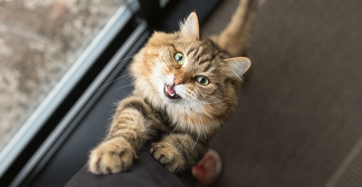 Different Cat Owner Personalities