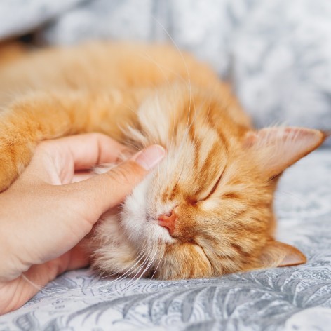 How often do you clean your cat's litter tray?