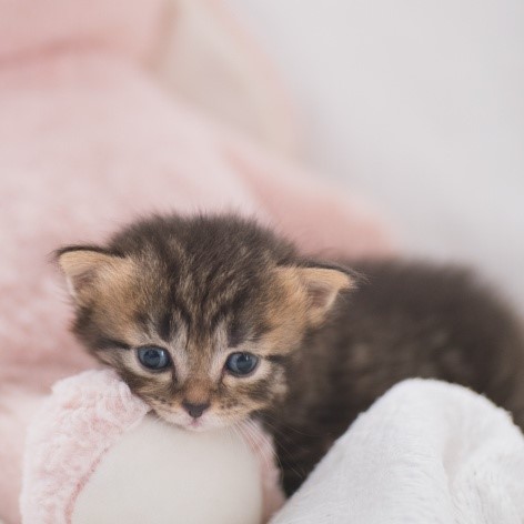 Signs of a Happy & Healthy Cat