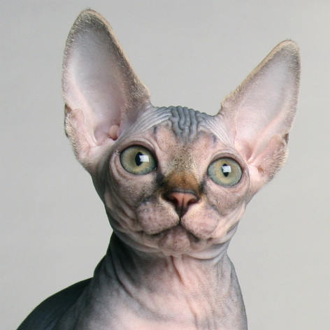 Short Haired Cat Breeds