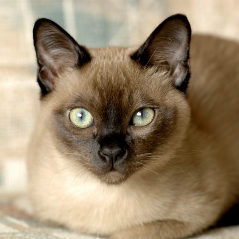 Birman Cat