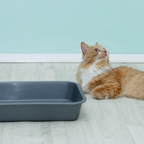 Cat litter safe outlet for dogs