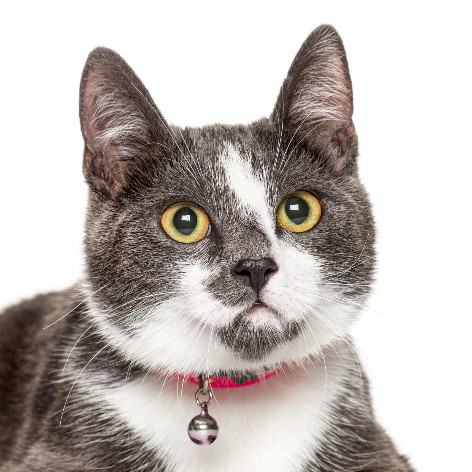 How to Litter Train a Kitten