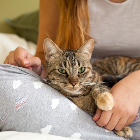 Hairballs in Cats