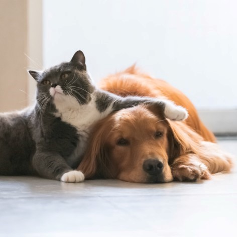 How to Introduce a Cat to a Dog