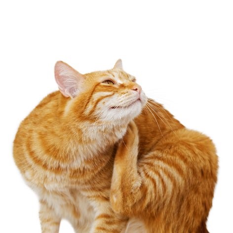 Understanding your Cat's Body Language