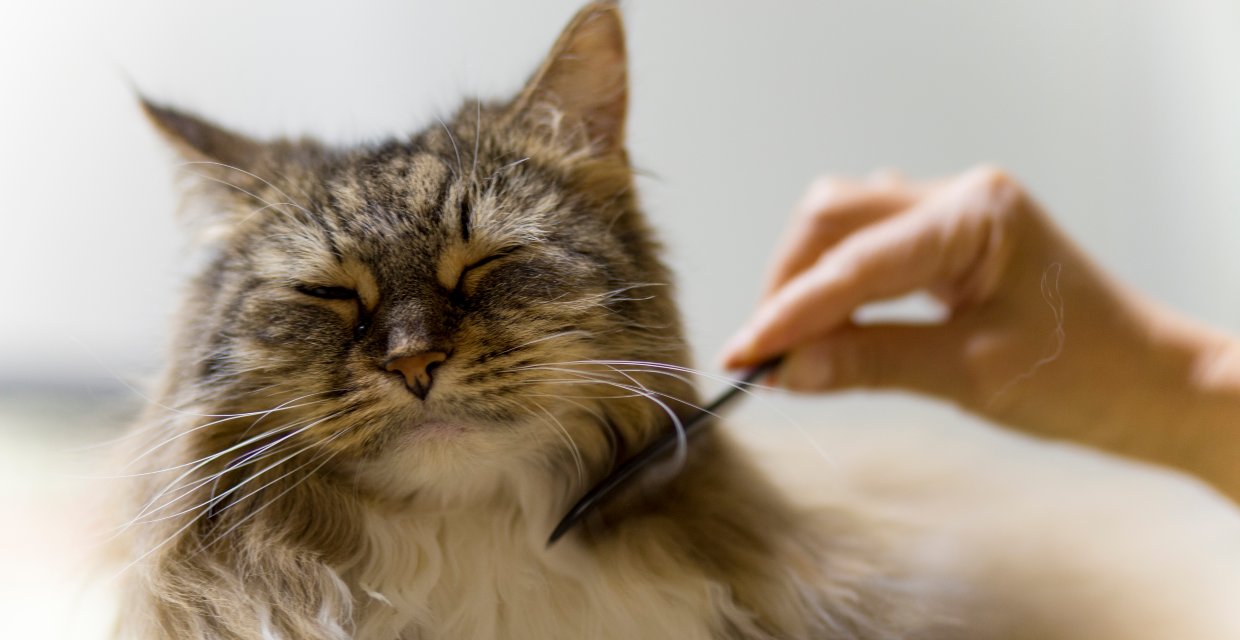 Grooming your Cat