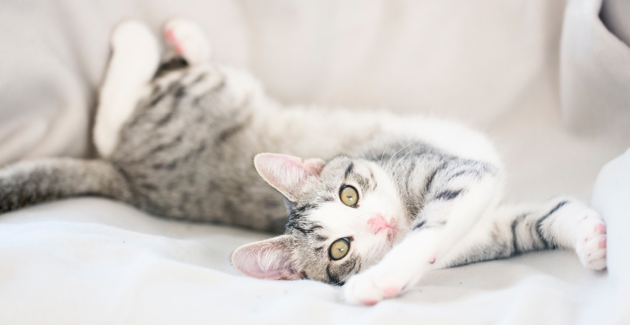 Understanding your Cat's Body Language