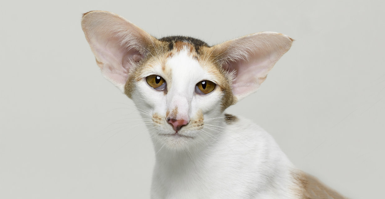 Oriental shorthair hot sale breed