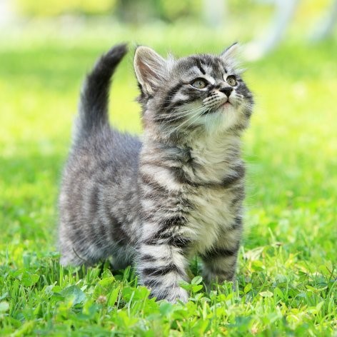 Urinary Tract Infection in Cats