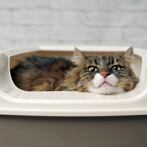 How often do you clean your cat's litter tray?