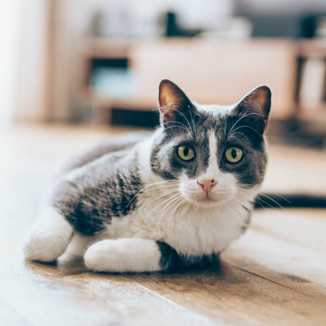Considerations for Fostering or Adopting a Rescue Cat