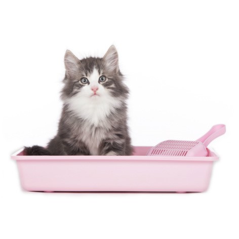 Kitten Toilet Training
