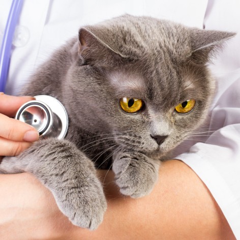 How often do you clean your cat's litter tray?