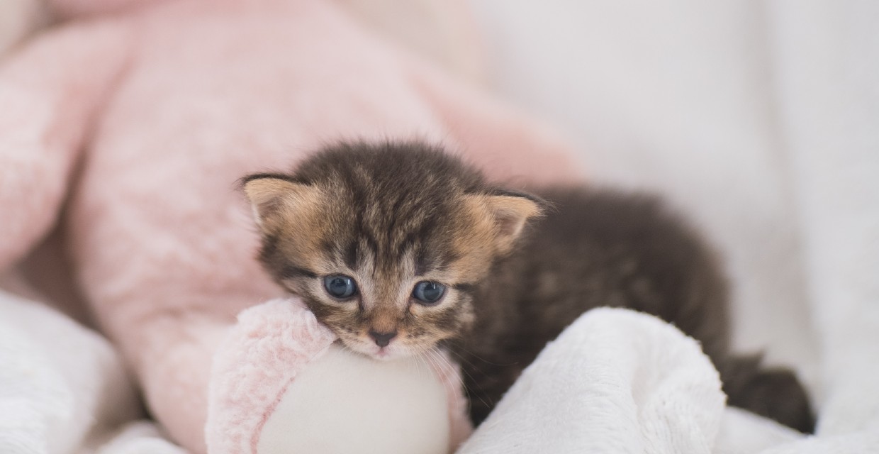 Kitten Toilet Training