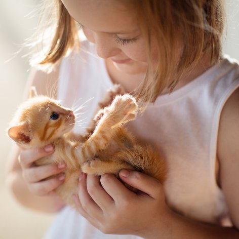 How to Litter Train a Kitten