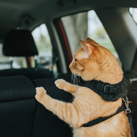 Travelling with a Cat