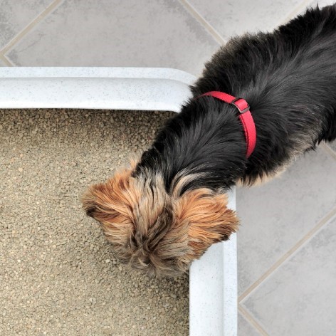 How often do you clean your cat's litter tray?