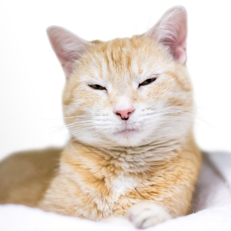 Introducing your Cat to your New Baby