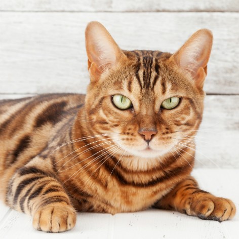 Short Haired Cat Breeds