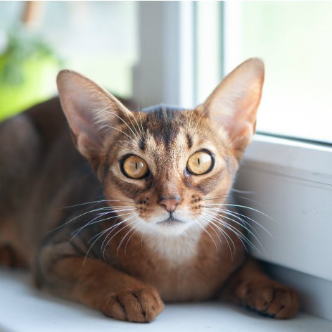 Persian Longhair Cat