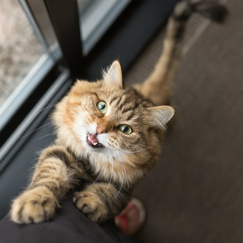 Six Fun Facts about Cats & Kittens