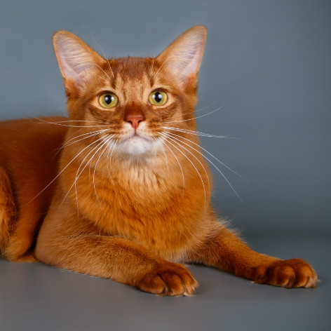 Abyssinian Cat