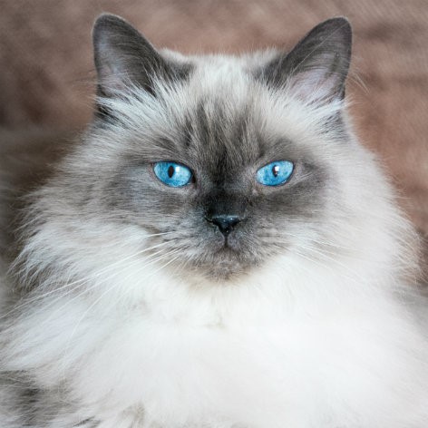 Long Haired Cat Breeds