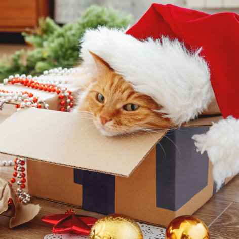 Considerations for Fostering or Adopting a Rescue Cat