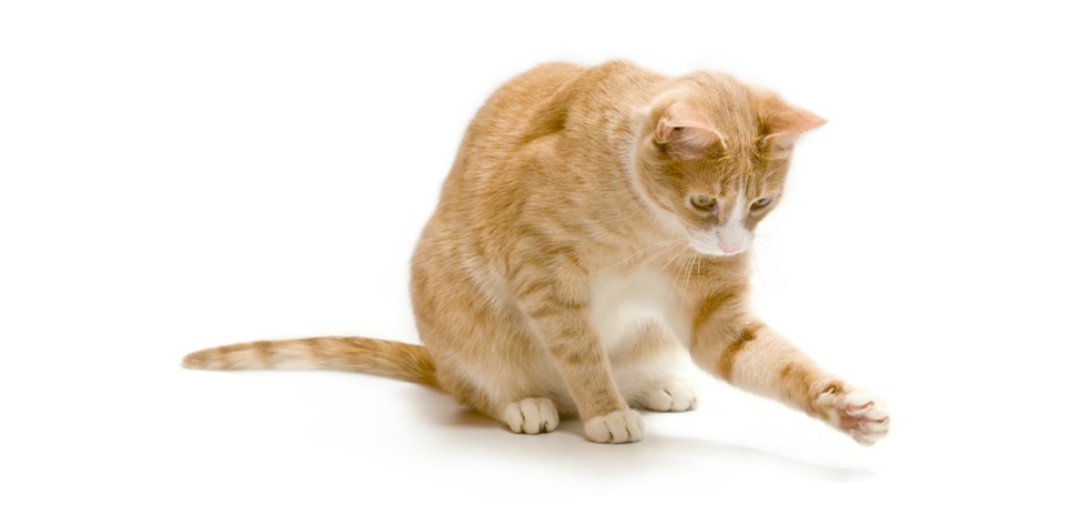 Why do Cats Scratch Why do Cats Scratch