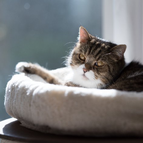 Cat Litter - Your Questions Answered