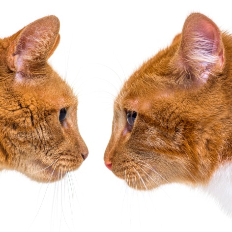 How To Make a New Kitten Love You