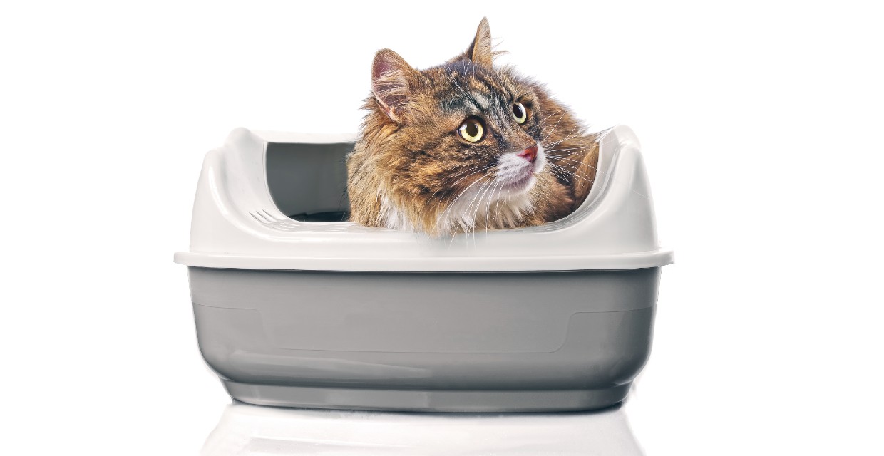 How to train a cat clearance to use the litter tray